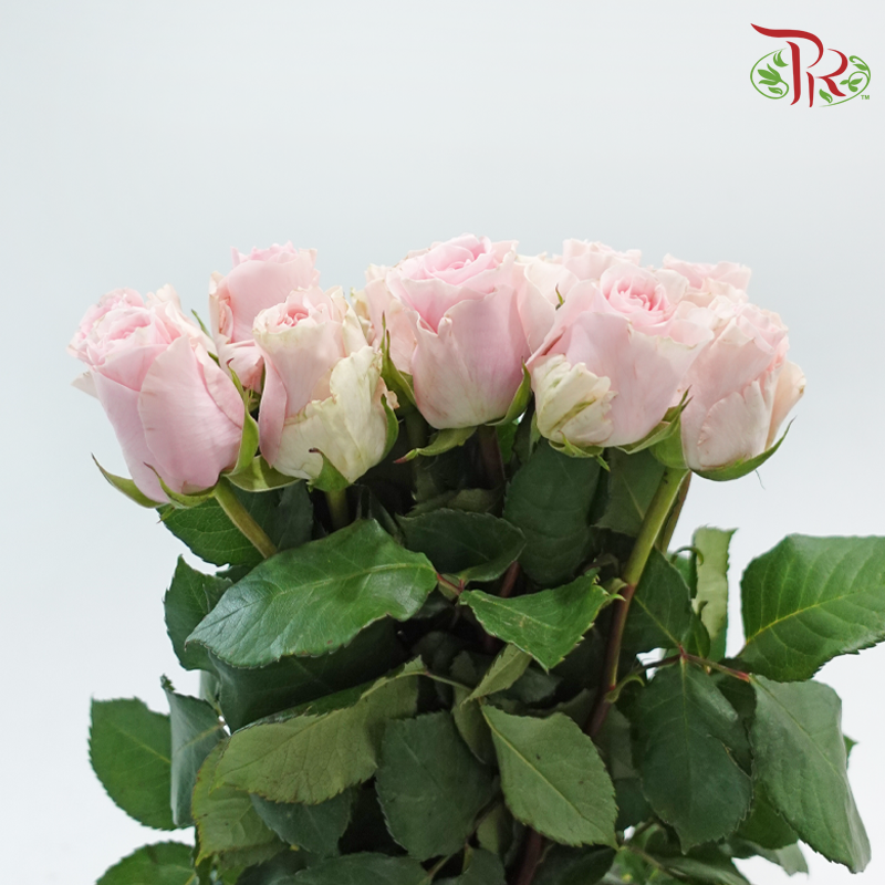 Rose (50cm) - Duchess (10 Stems)