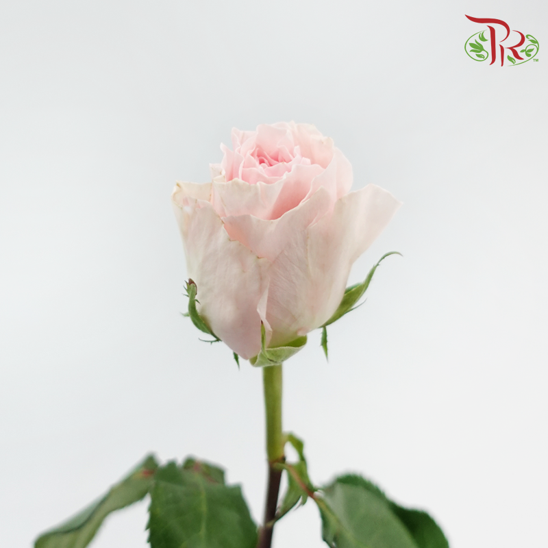 Rose (50cm) - Duchess (10 Stems)