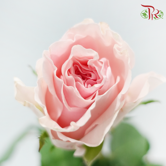 Rose (50cm) - Duchess (10 Stems)