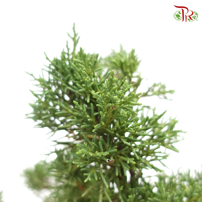 Kishu Juniperus   《日本济州真柏》 - Pudu Ria Florist