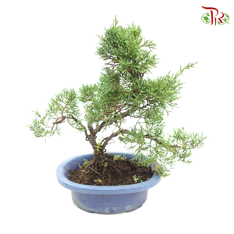 Kishu Juniperus   《日本济州真柏》