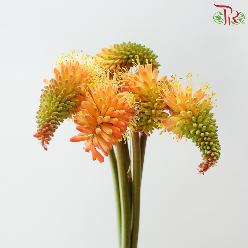 Kniphofia - Light Orange (5 Stems)