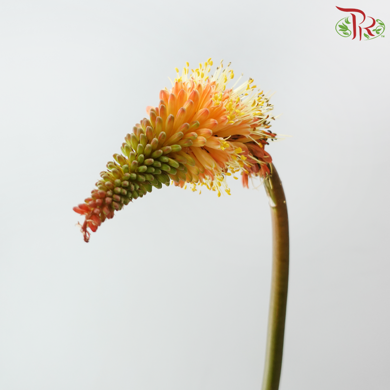 Kniphofia - Light Orange (5 Stems)