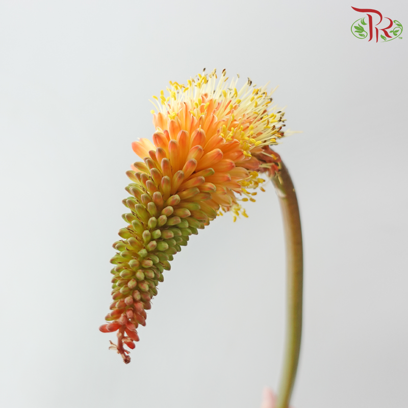 Kniphofia - Light Orange (5 Stems)