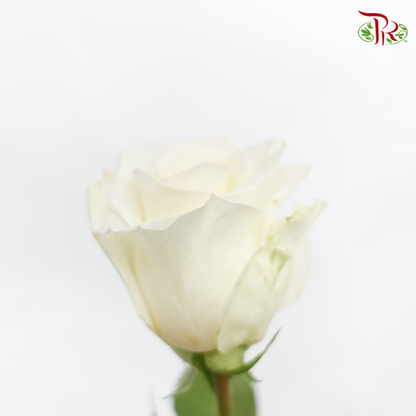 Rose (50cm) - Honey Cream (10 Stems) - Pudu Ria Florist