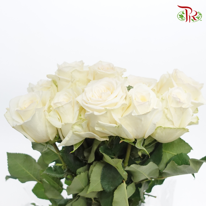 Rose (50cm) - Honey Cream (10 Stems) - Pudu Ria Florist