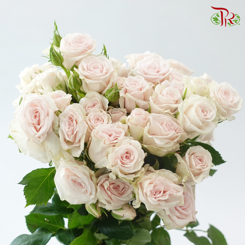 Rose Spray - Royal Porcelina (10 Stems)