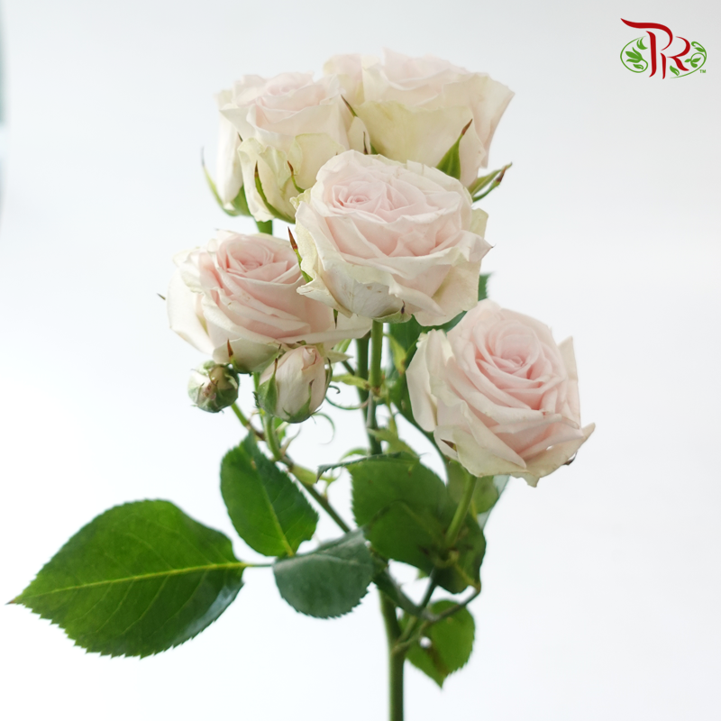 Rose Spray - Royal Porcelina (10 Stems)