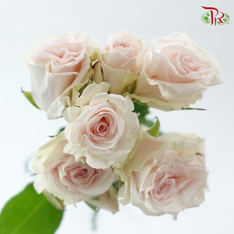Rose Spray - Royal Porcelina (10 Stems)