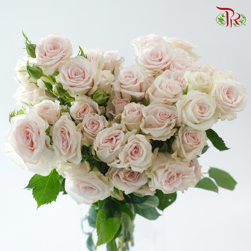 Rose Spray - Royal Porcelina (10 Stems)
