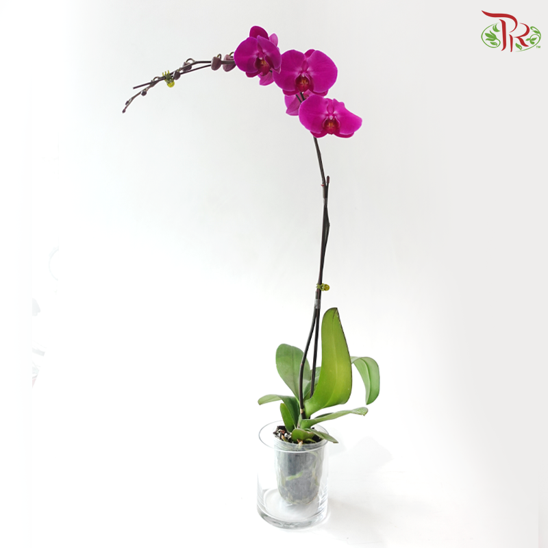 Big Single Stem Phalaenopsis Orchid - Cherry Pink With Pink Lips (LBR13) (Without Pot)
