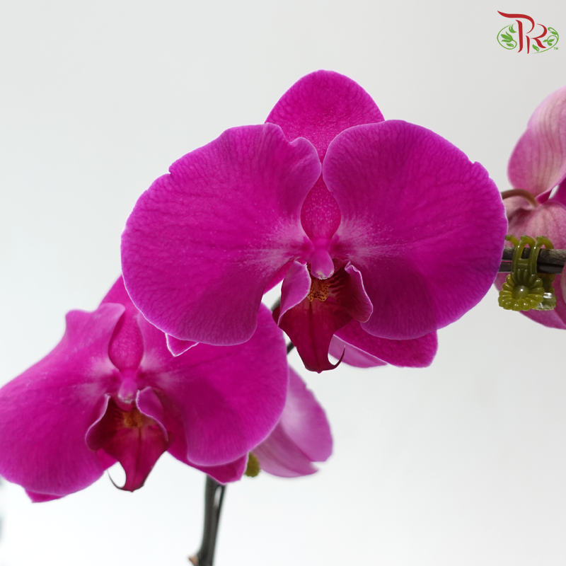 Big Single Stem Phalaenopsis Orchid - Cherry Pink With Pink Lips (LBR13) (Without Pot)