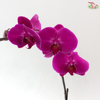 Big Single Stem Phalaenopsis Orchid - Cherry Pink With Pink Lips (LBR13) (Without Pot)