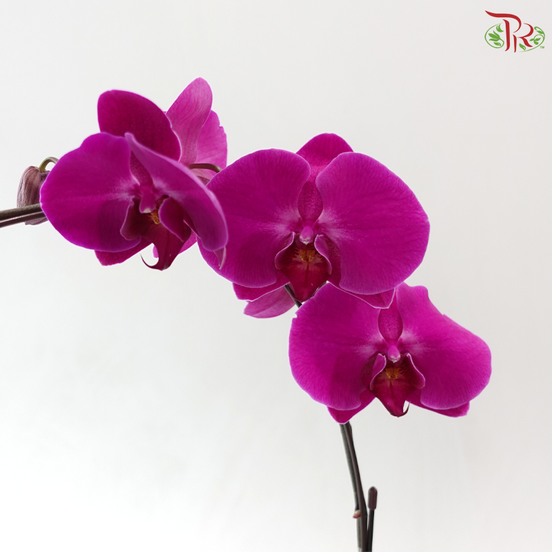 Big Single Stem Phalaenopsis Orchid - Cherry Pink With Pink Lips (LBR13) (Without Pot)