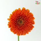 Gerbera Mini - International Orange (9-10 Stems)