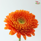 Gerbera Mini - International Orange (9-10 Stems)