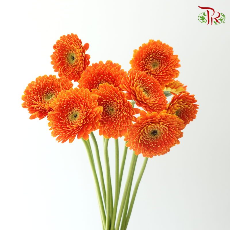 Gerbera Mini - International Orange (9-10 Stems)