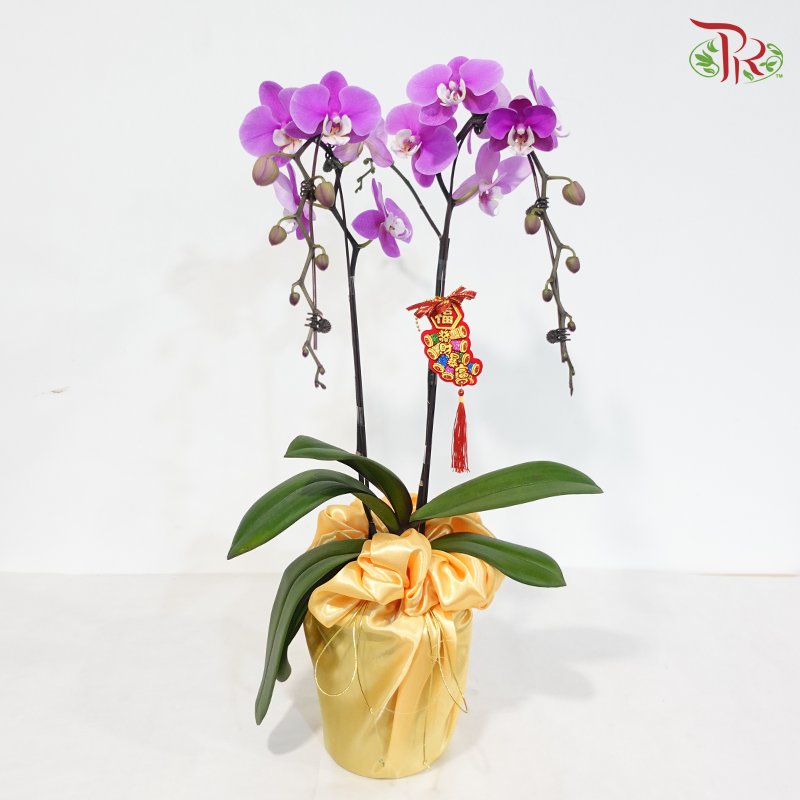 【CNY 2026】A Blossom Welcomes Spring 《一花迎春》(Random Choose Orchid Color) (With Orchid Size & Color Option)