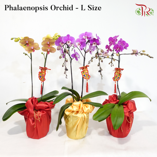 【CNY 2026】A Blossom Welcomes Spring 《一花迎春》(Random Choose Orchid Color) (With Orchid Size & Color Option)