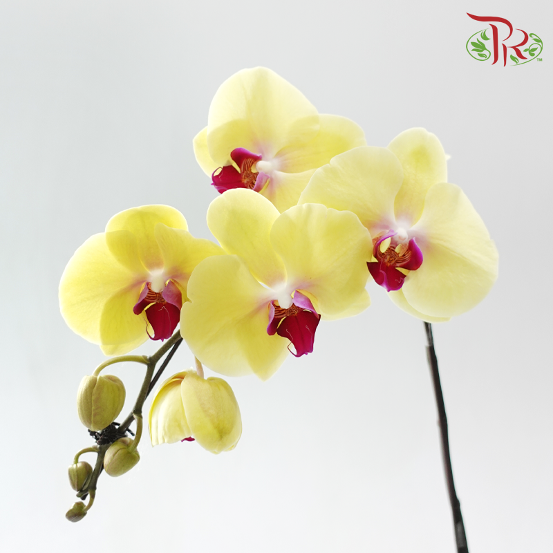 Big Single Stem Phalaenopsis Orchid - Yellow With Pink Lips (O-LX167) (Without Vase)