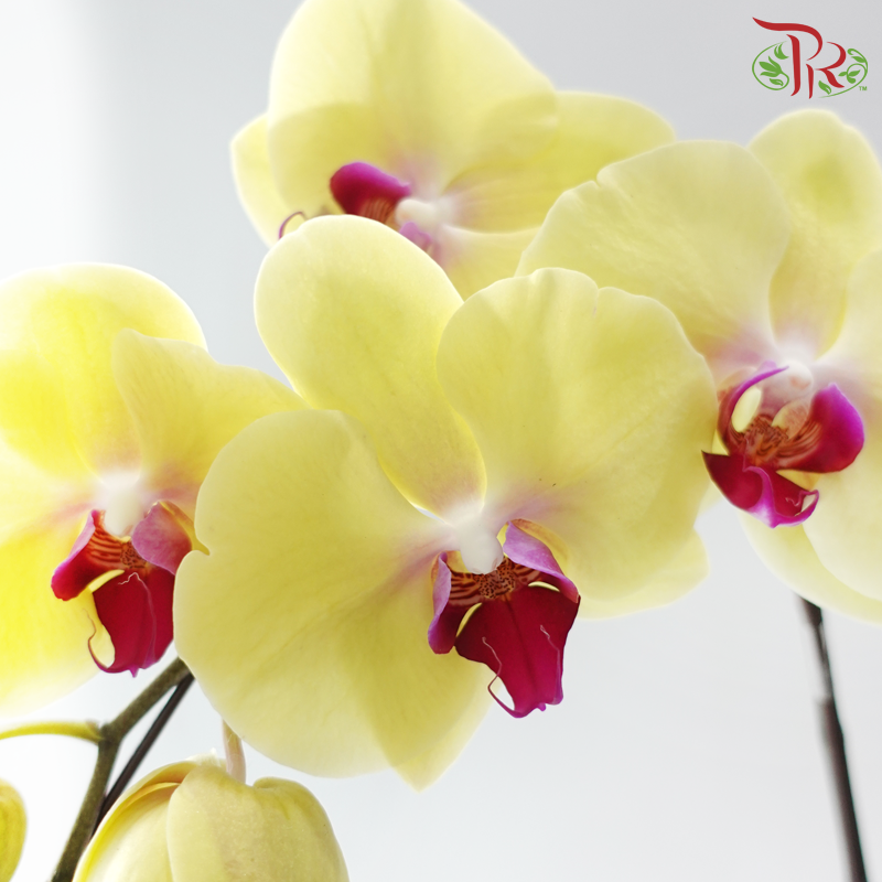 Big Single Stem Phalaenopsis Orchid - Yellow With Pink Lips (O-LX167) (Without Vase)