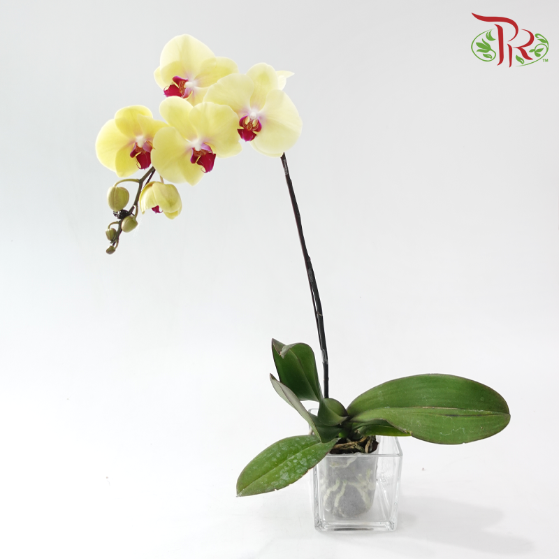 Big Single Stem Phalaenopsis Orchid - Yellow With Pink Lips (O-LX167) (Without Vase)