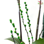 【RAYA 2026】Langit Raya