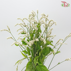 Polygonum - White (Per Bunch)
