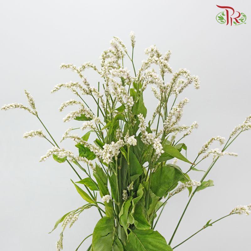 Polygonum - White (Per Bunch)