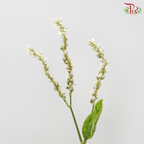 Polygonum - White (Per Bunch)