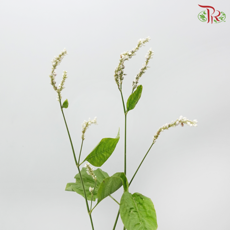 Polygonum - White (Per Bunch)