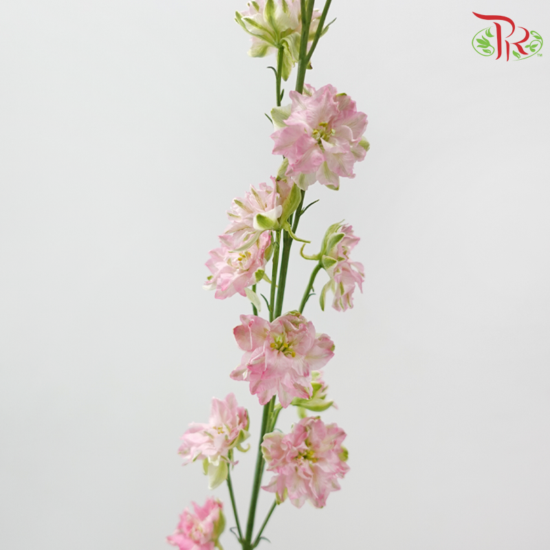 Delphinium Consolida (Larkspur) - Pink (5 Stems)
