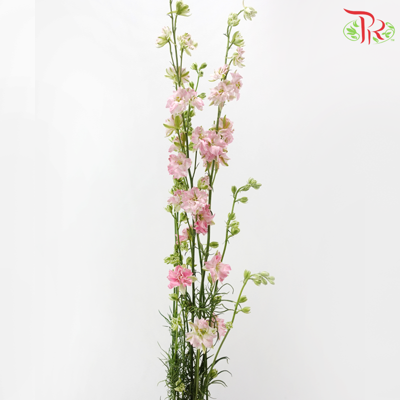 Delphinium Consolida (Larkspur) - Pink (5 Stems)