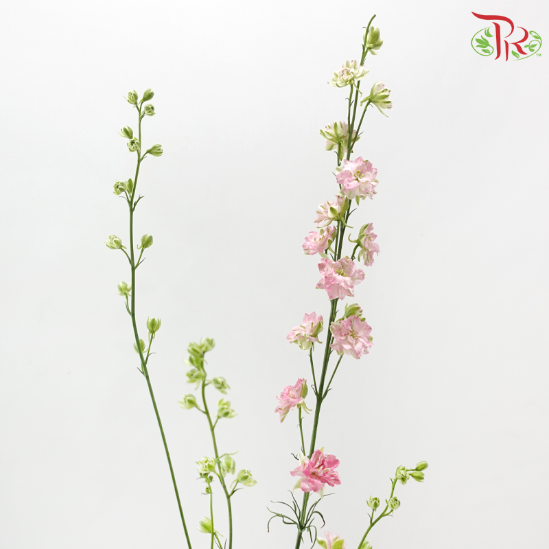 Delphinium Consolida (Larkspur) - Pink (5 Stems)