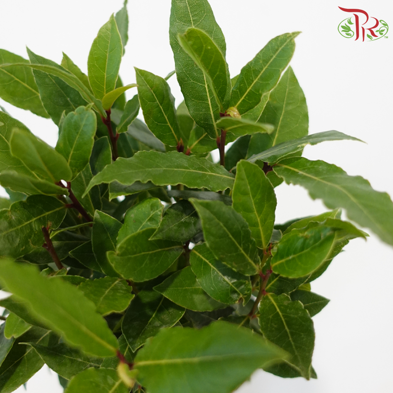 Laurus Nobilis《月桂》120 - 20cm