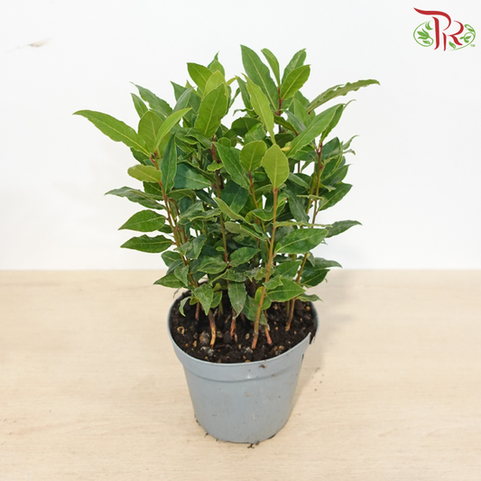 Laurus Nobilis《月桂》120 - 20cm