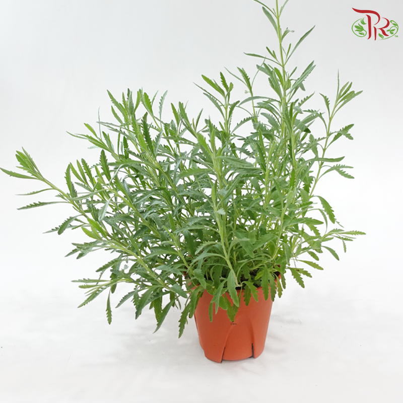 Lavender P150 《薰衣草》