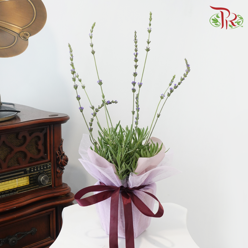 【GIft Series】A Touch of Lavender for You 予你一片薰色温柔 (Lavender Plant)