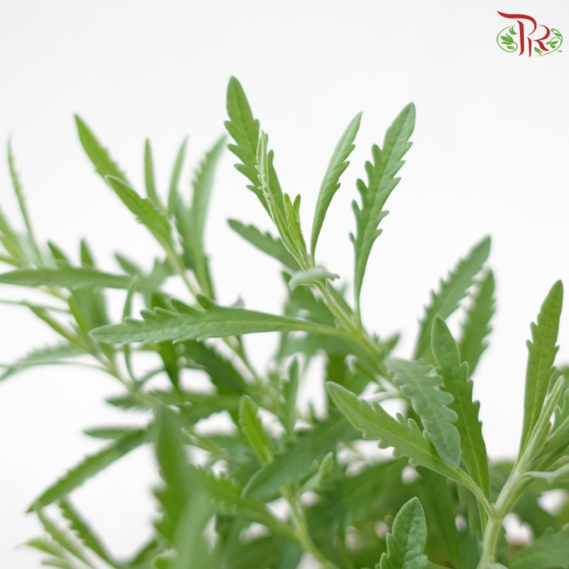 Lavender P150 《薰衣草》