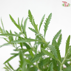 Lavender P150 《薰衣草》