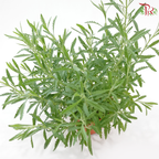 Lavender P150 《薰衣草》