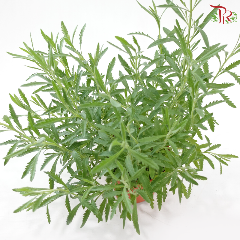 Lavender P150 《薰衣草》