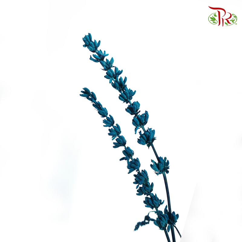 Dry Lavender - Dark Turquoise (Per Bunch) - Pudu Ria Florist