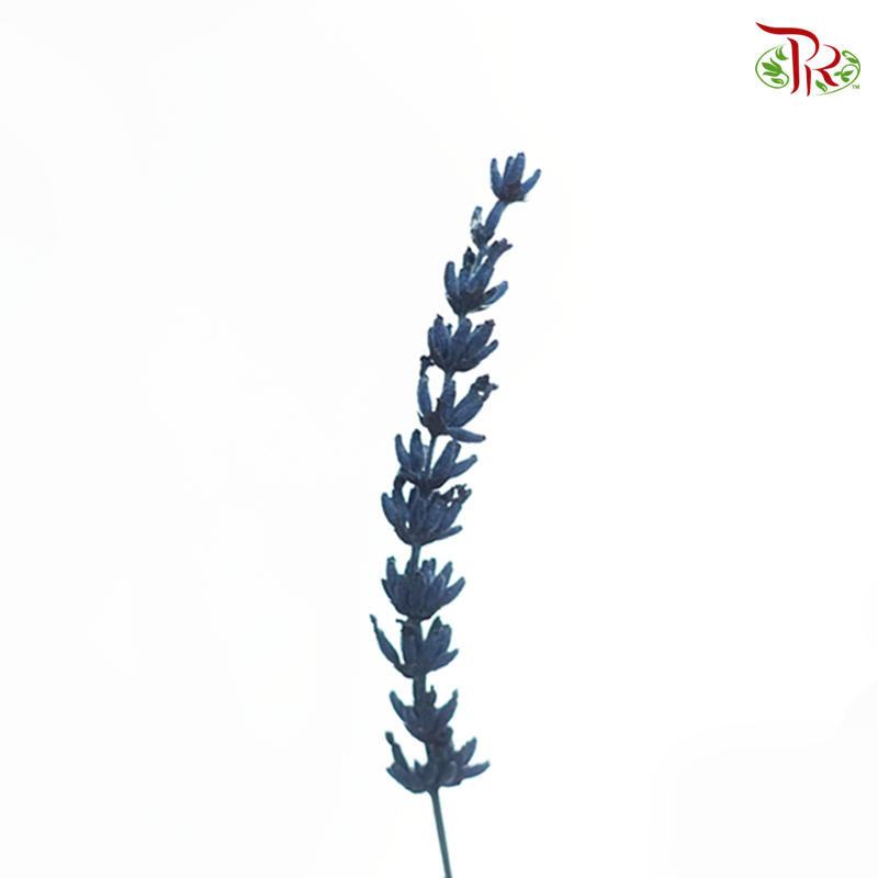 Dry Lavender - Dark Navy Blue (Per Bunch) - Pudu Ria Florist