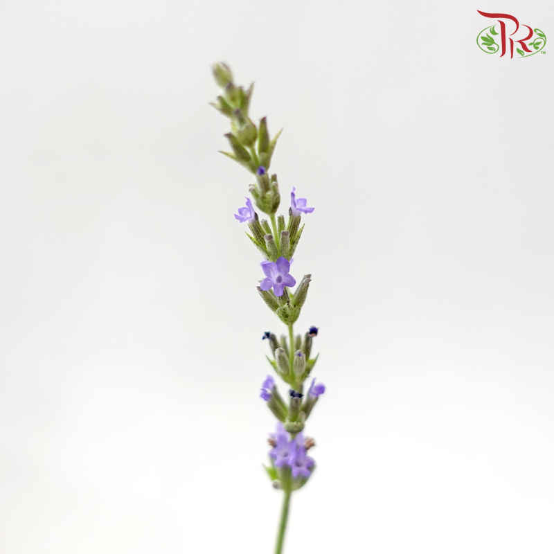 Lavender P150 《薰衣草》