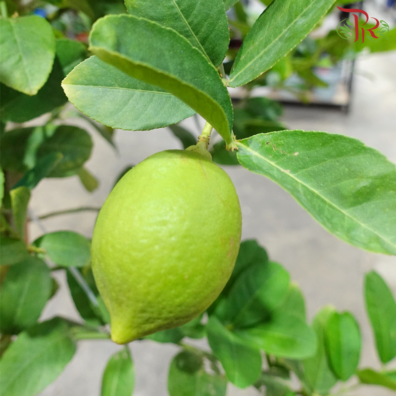 Lemon Tree《柠檬杆》 - Pudu Ria Florist