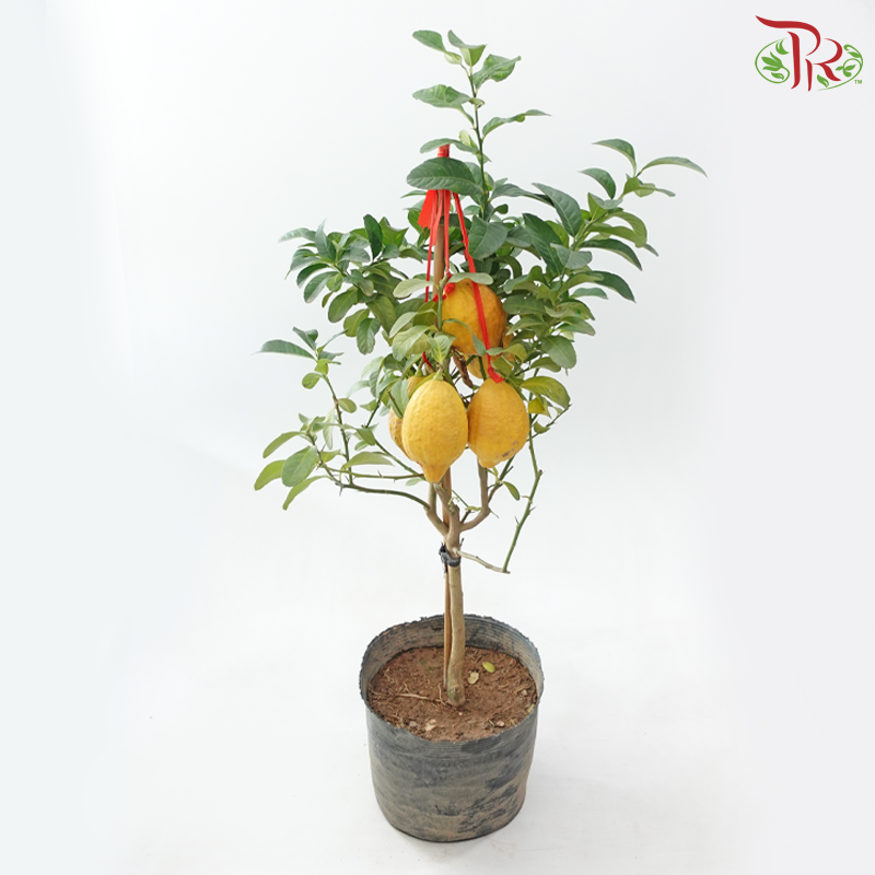 Lemon Tree in Polybag《柠檬树》