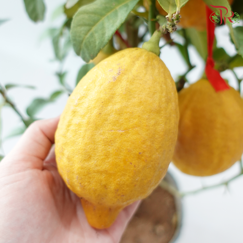 Lemon Tree in Polybag《柠檬树》