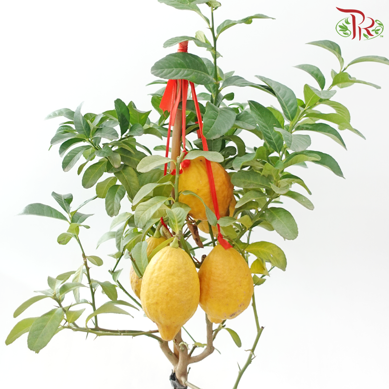 Lemon Tree in Polybag《柠檬树》