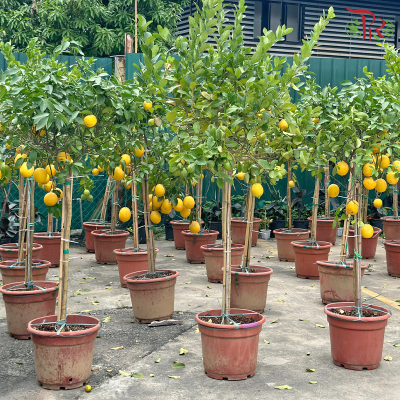 Lemon Tree《柠檬树》2.2-2.5M (XL Size)